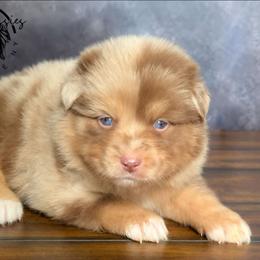 Versace - Red merle male Australian Shepherd puppy in Fultonville, New York from Sandy Aussies & Pomeranians
