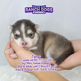 Janay - Blue female Pomsky puppy in Humeston, Iowa from M.A.R. Dogs