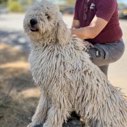 Komondor puppies from Tatties Ranch