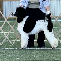 Poodle All Grown Up from Redmond Rose Kennels