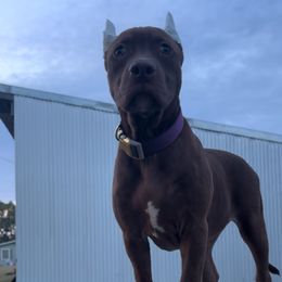 Purple Collar - Brown American Bully puppy in Texas from TEXAS BULLY FAMILY