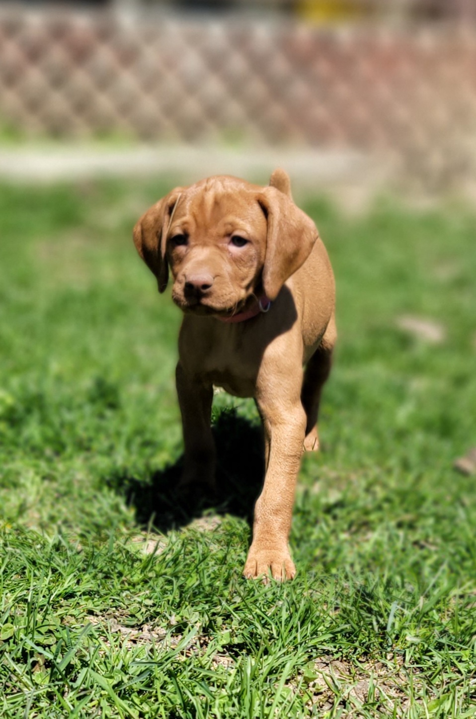 Vizslas from Amy's Vizslas