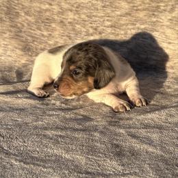 Balou - Piebald male Dachshund puppy in Elfrida, Arizona from Brooke Brumley
