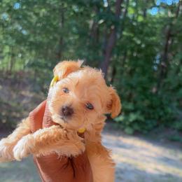 Boy2 - Cream male Yorkipoo puppy in Louisburg, North Carolina from Nell’s Adorable Yorkshire’s