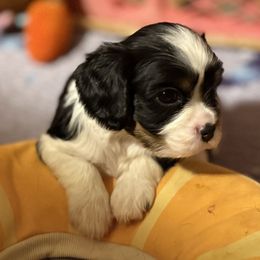 Dustin - Tri-color male Cavalier King Charles Spaniel puppy in Lawton, Oklahoma from Wild Wishes Cavaliers