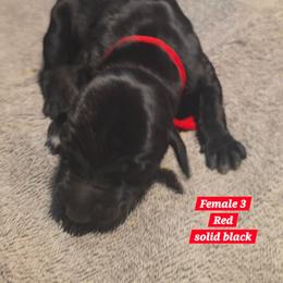 Red - Black female German Shorthaired Pointer puppy in Dahlonega, Georgia from Pointer Mountain Bird Dogs