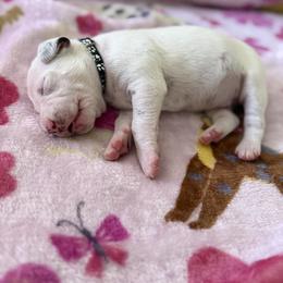 Shadow - White and liver brown male Dalmatian puppy in Hastings, Florida from Love My Spotty Dalmatians