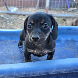 Vidia - Black female Dachshund puppy in Fallon, Nevada from TS Dachshunds and Corgis
