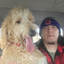 Goldendoodles from Nebraska Doodle Crew