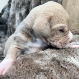 Chocolate Fawn Merle Mantle - Chocolate female Great Dane puppy in Greenville, South Carolina from Allen’s Ridge Ranch