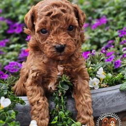 Akc clear - Red  male Poodle puppy in Salem, Missouri from Meadowbrook Poodles
