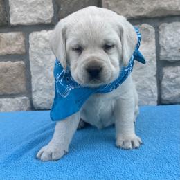 Addie's Teal Collar - Yellow female Labrador Retriever puppy in Mansfield, Missouri from Leadhill Labs