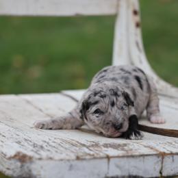 Puddles - Merle male Whoodle puppy in West Bend, Iowa from Blue Skies Terriers