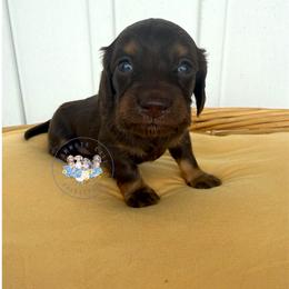 Toffee - Chocolate and tan female Dachshund puppy in Cave City, Kentucky from Mammoth Cave Dachshunds