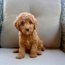 Teddy - Brown male Cavapoo puppy in Goldsboro, North Carolina from The Grantham House
