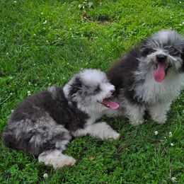 Aussiedoodle Puppies from Pecan Place Aussiedoodles