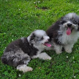 Aussiedoodle Puppies from Pecan Place Aussiedoodles