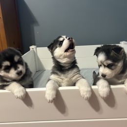 Siberian Husky Puppies from Fluffy Tail Huskies