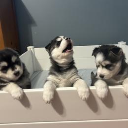 Siberian Husky Puppies from Fluffy Tail Huskies