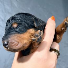 Miss Pink - Black and tan female Airedale Terrier puppy in Mooresville, North Carolina from Farm 55