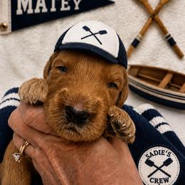 Matey - Red  male Goldendoodle puppy in Placerville, California from New Dawn Poodles and Doodles