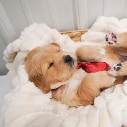 Golden Retriever, Miniature American Shepherd, and Siberian Husky Puppies from HuskiesAndGoldensWithFinesse