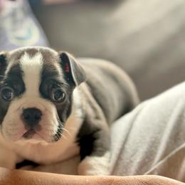 Sierra - Black and white female Boston Terrier puppy in Edgewater, Florida from Homegrown Frenchtons