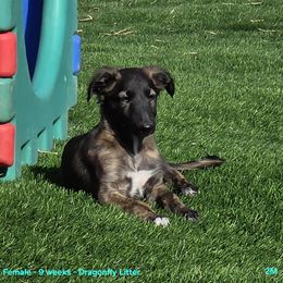 2M - Brindle female Silken Windhound puppy in Hanna, Oklahoma from Daybreak Silken Windhounds