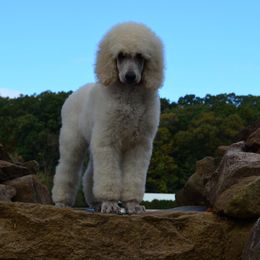 Poodle Puppies from D and D Standard Poodles