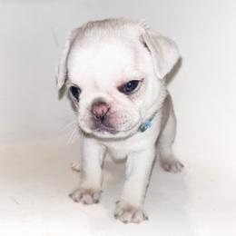 Navy (blue) - Cream male Pug puppy in Hereford, Arizona from Broken Road Ranch Pugs