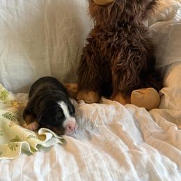 Boy 3 Isaiah - male Bernese Mountain Dog puppy in Thomasville, North Carolina from Beitzel Babies