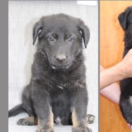 Boy 4 - German Shepherd puppy in Washington from Von Zobel Haus Kennels