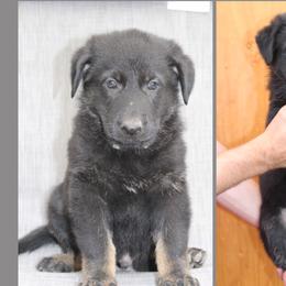 Boy 4 - German Shepherd puppy in Washington from Von Zobel Haus Kennels