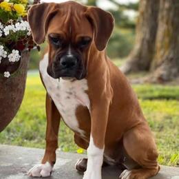 Boxer Puppies from Elevated Boxers