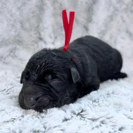 Inferno - Bi-color male German Shepherd puppy in Beech Grove, Arkansas from Ze Zadnich lesu