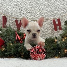 Ivory - Cream female French Bulldog puppy in Tulsa, Oklahoma from EvergreenEliteKennel