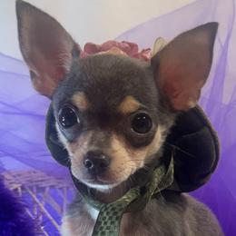 Bluebelle - Blue and tan female Chihuahua puppy in Polo, Missouri from Blue Tails Farm