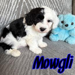 Mowgli - Black and white male Sheepadoodle puppy in Saint Cloud, Florida from Rising Star Kennels