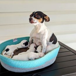 Chihuahua Puppies from Wilds Farms