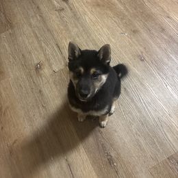 Vader - Black and tan male Shiba Inu puppy in Truckee, California from Mountain Air Shibas