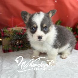 Buddy Blue - Blue male Pembroke Welsh Corgi puppy in Nashville, Arkansas from Whisenhunt Farms