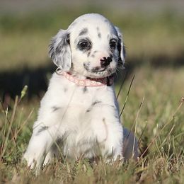 Girl 6 - Dalmatian puppy in Cottage Grove, Oregon from Hidden Hills Dalmatians