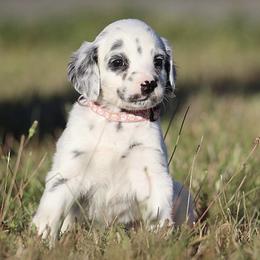 Girl 6 - Dalmatian puppy in Cottage Grove, Oregon from Hidden Hills Dalmatians