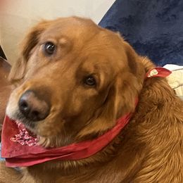 Golden Retrievers from Lucky Golden Ranch