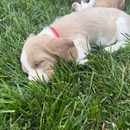 Mario- Red Collar - Red and white male Basset Hound puppy in Park City, Kansas from Stegmans Basset Hounds