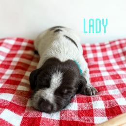 Lady - Liver roan female German Shorthaired Pointer puppy in Polk City, Florida from Yates’ GSP