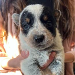 Girl 1 - Blue female Australian Cattle Dog puppy in Irvington, Kentucky from Dry Valley’s Australian Cattle Dogs