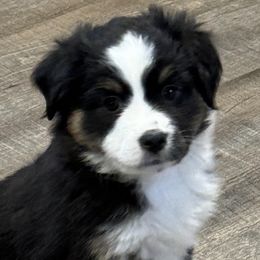 Girl 1 - Black tri Miniature American Shepherd puppy in Easley, South Carolina from Tanya Strickland