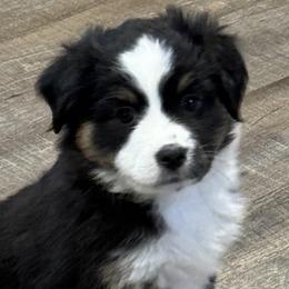 Girl 1 - Black tri Miniature American Shepherd puppy in Easley, South Carolina from Tanya Strickland