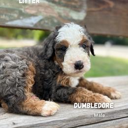 Dumbledore - Blue merle male Bernedoodle puppy in Thatcher, New Mexico from Brush Fire Doodles
